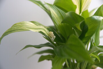 Spathiphyllum, spath or peace lilies, interior plant with white flowers