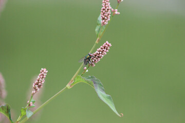 fly on a weed