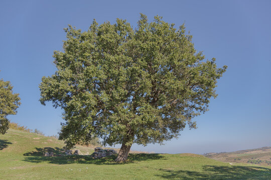 Archaeological Finds under the Shade of Apollonia Tree