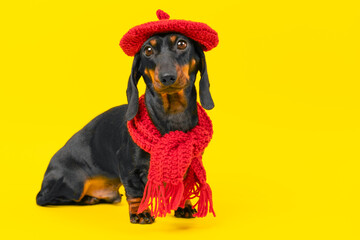 Elegant cute dachshund dog sits on its hind legs on yellow background in bright knitted beret, red warm scarf. Puppy in image of artist, creative bohemia, dressed with French chic Pet on walk in cold