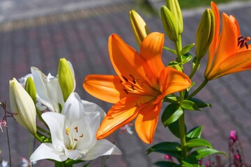 競うように咲く満開のオレンジと白のユリの花