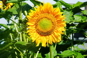 Close-up of blooming sunflower in a field.  Helianthus annuus.