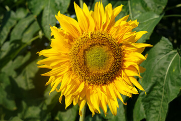 Close-up of blooming sunflower in a field.  Helianthus annuus.