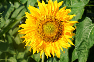 Close-up of blooming sunflower in a field.  Helianthus annuus.