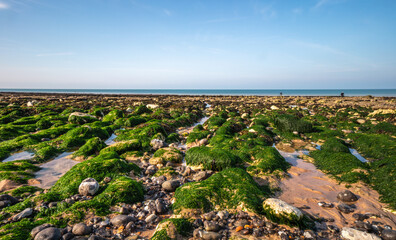 Seaweed covered chalk beds at Birling Gap beach in East Sussex, UK.