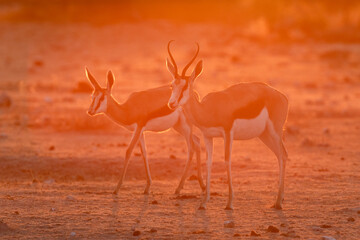 Springbok walk through the golden afternoon light in Namibia's  largest National Park, Etosha. - obrazy, fototapety, plakaty