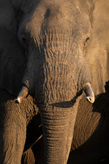 A close up of a large African Elephant bull in beautiful afternoon light. The afternoon light creates a contrast on the elephants harsh and tough skin.