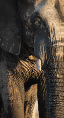 A close up of a large African Elephant bull in beautiful afternoon light. The afternoon light...