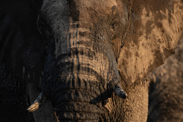 A close up of a large African Elephant bull in beautiful afternoon light. The afternoon light creates a contrast on the elephants harsh and tough skin.