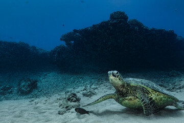 A large green sea turtle rests on a sand channel surrounded by reef off the coast of Oahu, Hawaii