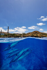 An over-under shot of the Hawaiian Electric Co plant on Oahu as a pod of dolphin swims under the surface on a clear and sunny day