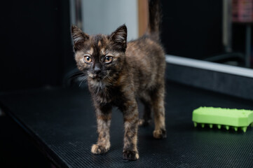 Small motley kitten in a grooming salon. 