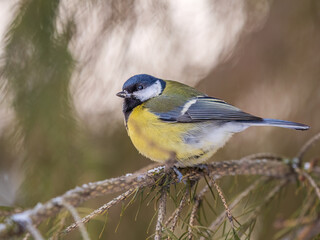 Cute bird Great tit, songbird sitting on a branch without leaves in the autumn or winter.