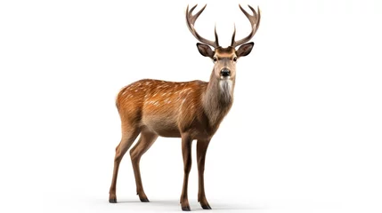 Crédence en verre imprimé Antilope deer isolated on white
