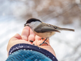 A willow tit sits on hand and eats seeds. Hungry bird willow tit eating seeds from a hand in winter or autumn © Dmitrii Potashkin