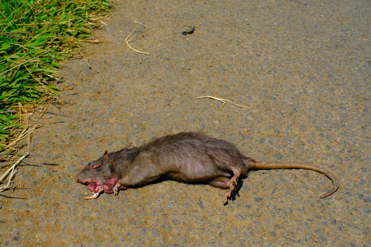 Animal Photography. Animals die. Photo of A dead rat in the middle of the road. Rats died from head injuries. Bandung - Indonesia.