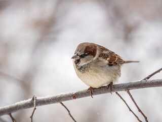 Sparrow sits on a branch without leaves.