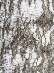 Obraz premium The texture of the birch bark.