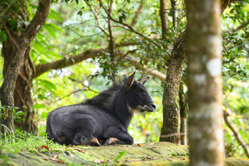 The serows are four species of medium-sized goat-like or antelope-like mammals of the genus Capricornis