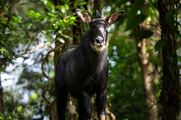 The serows are four species of medium-sized goat-like or antelope-like mammals of the genus Capricornis
