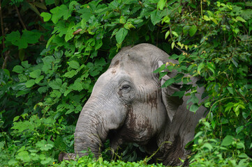 Close-up photo of an Asian wild elephant.