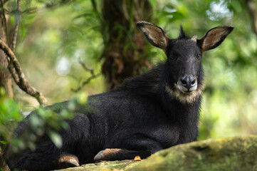 The serows are four species of medium-sized goat-like or antelope-like mammals of the genus Capricornis