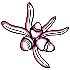 abstract seeds and nuts