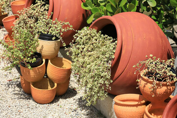 Terra cotta pottery and Portulacaria afra variegated Elephant Bush on display at a local plant nursery in Florida. 