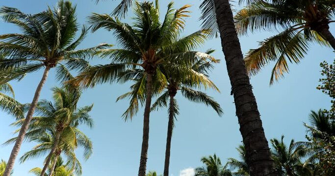 Palm trees in the tropical climate by the ocean in Miami South Beach Florida USA