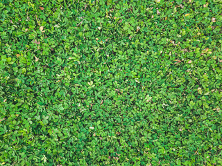 Close up of green three leaf clover covering (ground cover) above ground level. Beautiful, cute...