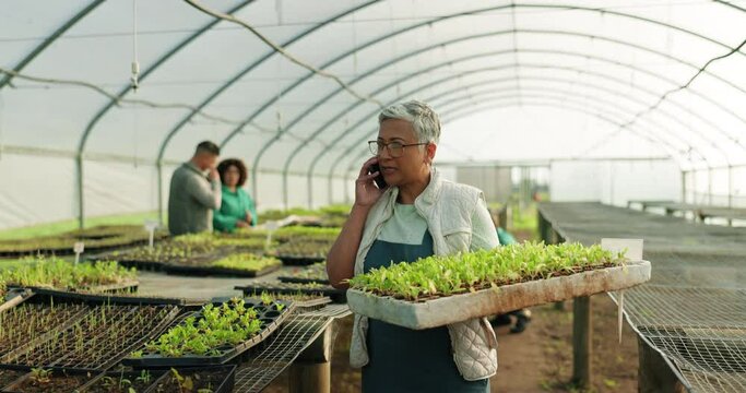 Vegetables in greenhouse, phone call and woman with plants at sustainable small business with sales deal in agriculture. Communication, supply chain and agro farmer with smartphone for networking.