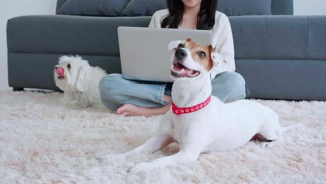 Beautiful young asian woman sitting working on laptop computer to internet online with cozy with companion dog in the living room at home, woman leisure with pet, lifestyles concept.