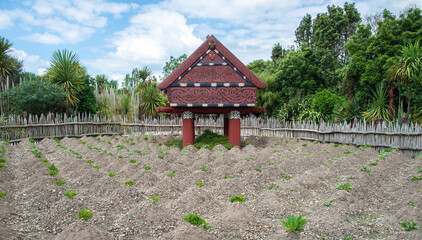 Fototapeta na wymiar Traiditional Maori vegetable garden in Hamilton, New Zealand.