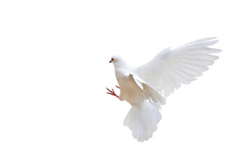 Beautiful of White dove flying isolated on transparent background png file