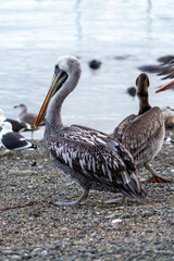 Pelicanos de Humboldt(Pelecanus thagus)
