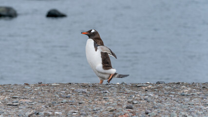 Lonely gentoo penguin walking on the coast of ocean. Antarctica.