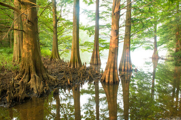 Sasaguri Nine University Forest3, Japan,Fukuoka Prefecture,Sasaguri, Fukuoka