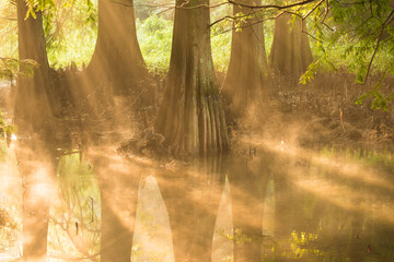 Sasaguri Nine University Forest 1, Japan,Fukuoka Prefecture,Kasuya District, Fukuoka,Sasaguri, Fukuoka