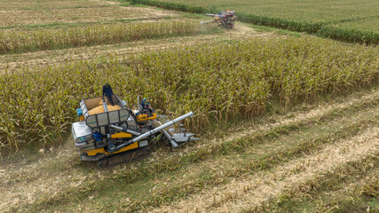 Farm machines harvesting corn. The entire corn plant is used, no waste. Agricultural machines working in farmland during harvesting corn. Smart farmer harvest. Combine harvester pours corn
