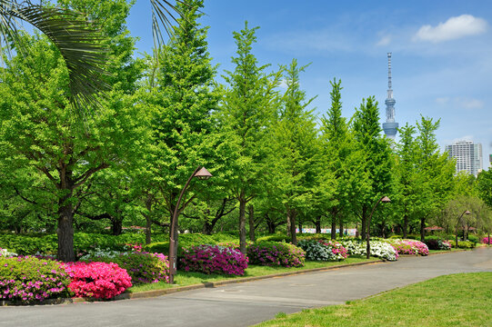 Sarueonshi park and Sky Tree, Japan,Tokyo,Koto, Tokyo