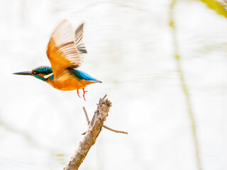 止まり木から飛び出したカワセミ