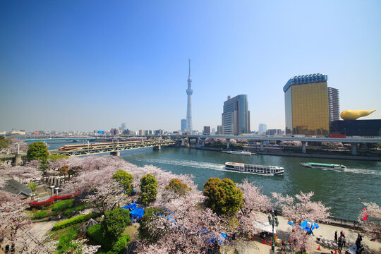 Cherry blossoms in Sumida Park and the Sky Tree, Kanto,Tokyo,Taito, Tokyo,Japan
