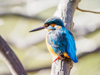 獲物を狙うカワセミ