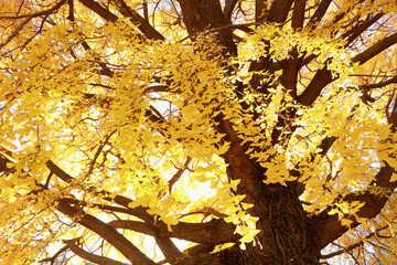Autumn leaves of Gingko, Japan,Tokyo,Taito, Tokyo