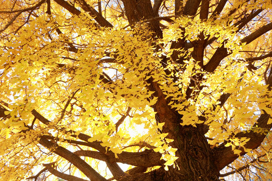 Autumn leaves of Gingko, Japan,Tokyo,Taito, Tokyo