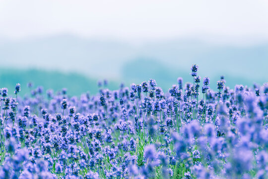 Mountain range and lavenders growing in clusters, Japan,Hokkaido,Kamikawa-gun,Biei, Hokkaido,Nova