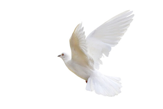Fototapeta Beautiful of White dove flying isolated on transparent background png file