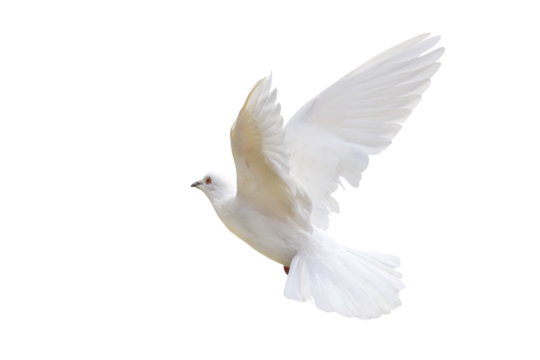 Beautiful of White dove flying isolated on transparent background png file