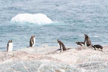 Group of gentoo penguins sitting on the grey rock in Antarctica.
