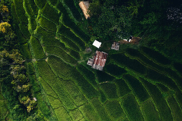 Rice terraces in rural forest with evening light,paddy field